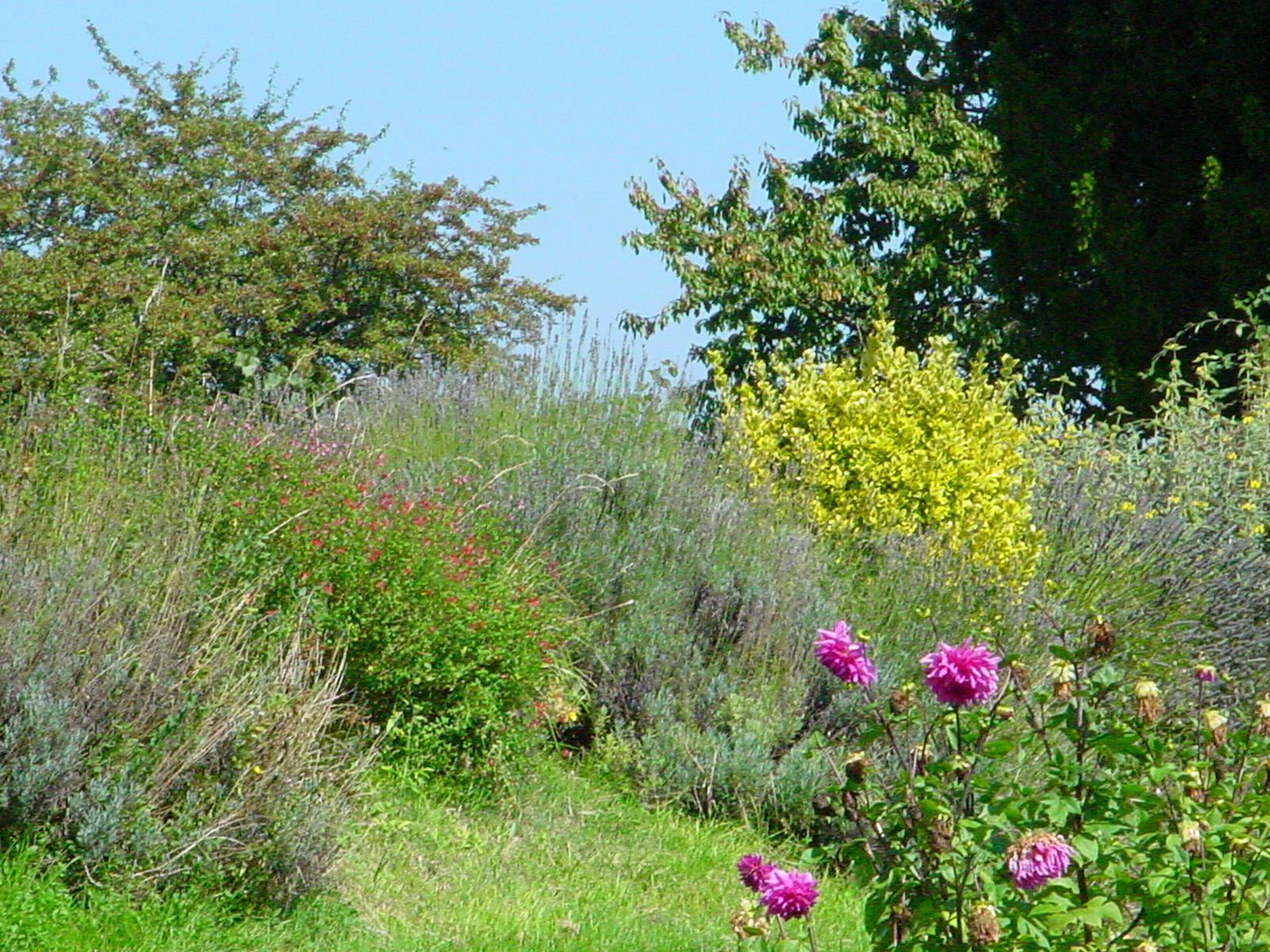 Le jardin
